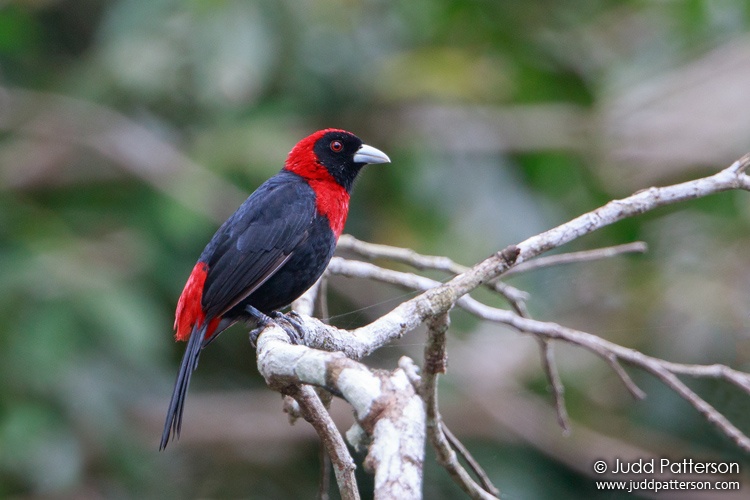 Crimson-collared Tanager, Belize